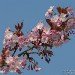 Cherry Blossom 150407